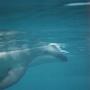 NZ - Svømmetur med fritlevende delfiner